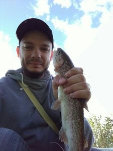 Rainbow Trout