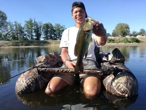 Largemouth Bass