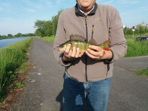 European Perch