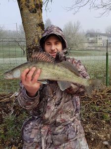 Zander