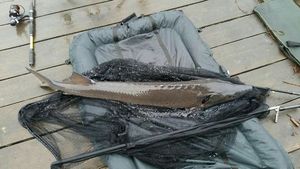 Sturgeon