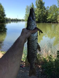 Northern Pike