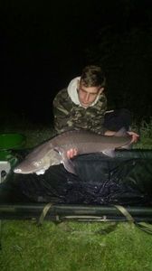 Beluga Sturgeon (European Sturgeon)