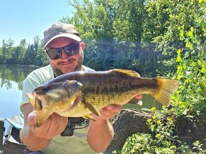 Largemouth Bass