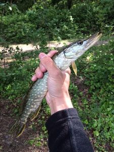 Northern Pike