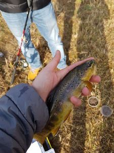 Brown Trout