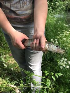 Northern Pike