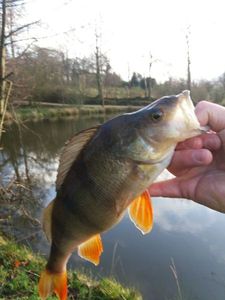 European Perch