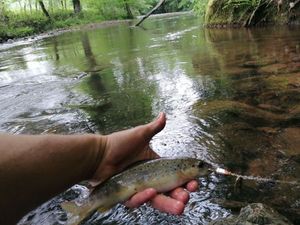 Brown Trout