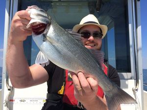 European Bass (Seabass)