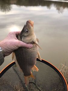 Common Carp