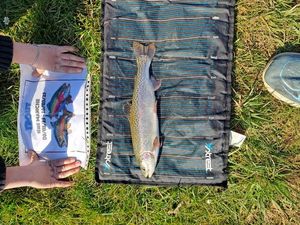 Rainbow Trout