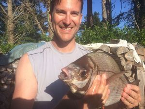 Black Seabream