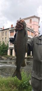 Grayling