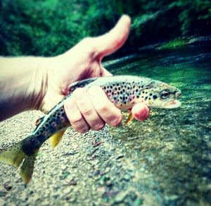 Brown Trout