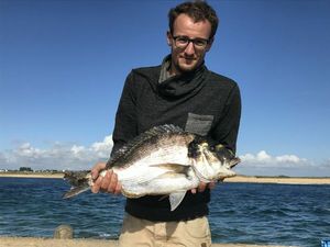 Gilthead Seabream