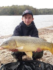 Common Carp