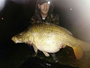 Common Carp
