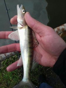 Zander