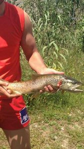 Brown Trout