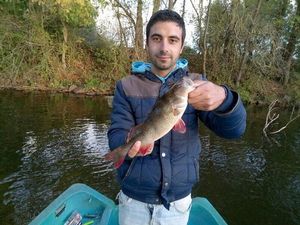 European Perch