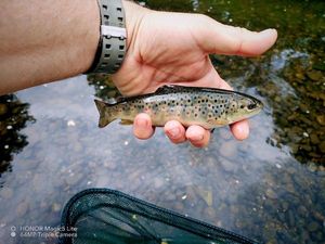 Brown Trout