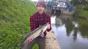 Zander