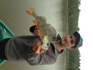 European Perch