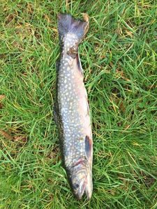 Brook Trout