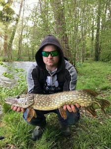 Chain Pickerel