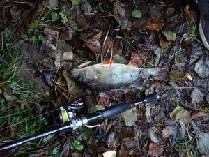 European Perch