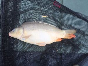 Mirror Carp