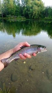 Rainbow Trout