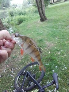 European Perch
