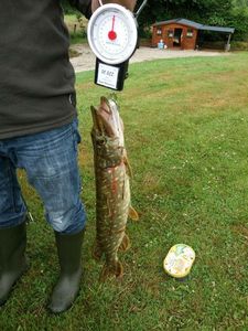 Northern Pike