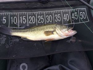 Largemouth Bass