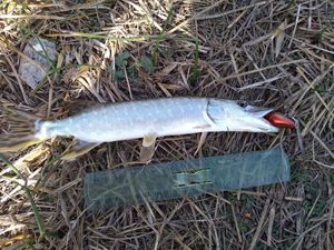 Northern Pike