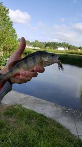 European Perch