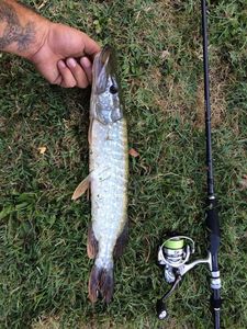 Northern Pike