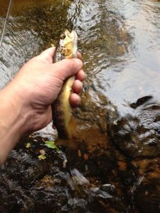Brown Trout
