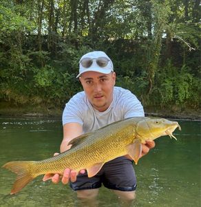 Barbel