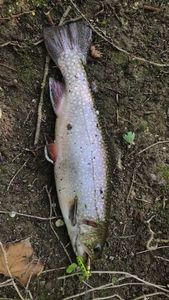 Brown Trout