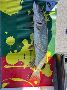 Chain Pickerel