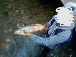 Brown Trout