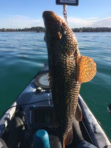 Ballan Wrasse
