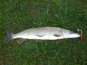 Northern Pike