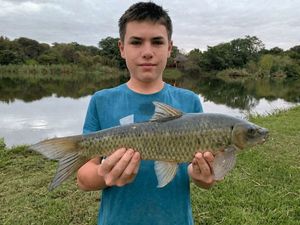 Yellowfish