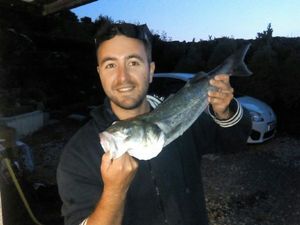 European Bass (Seabass)
