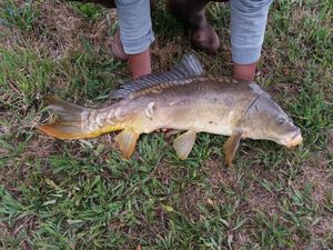 Mirror Carp