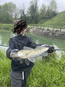Zander